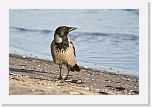 3 varis Corvus corone cornix 8139 * 900 x 600 * (360KB)